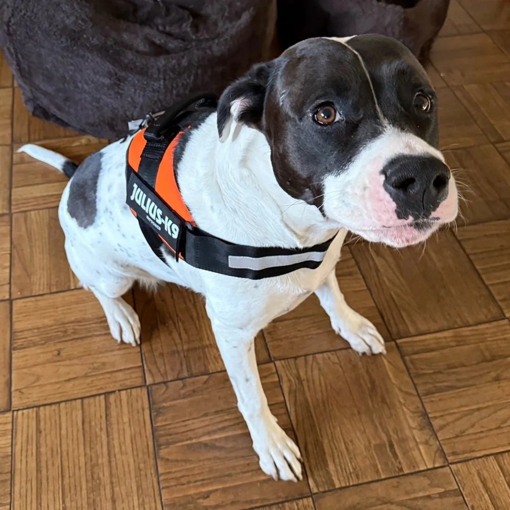 Julius-K9 Orange Dog Harness